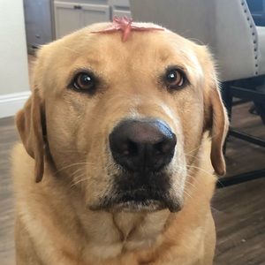 Meet your Posher, Jacob